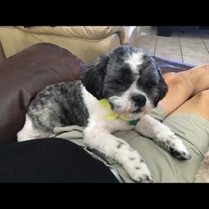 Meet your Posher, Dora